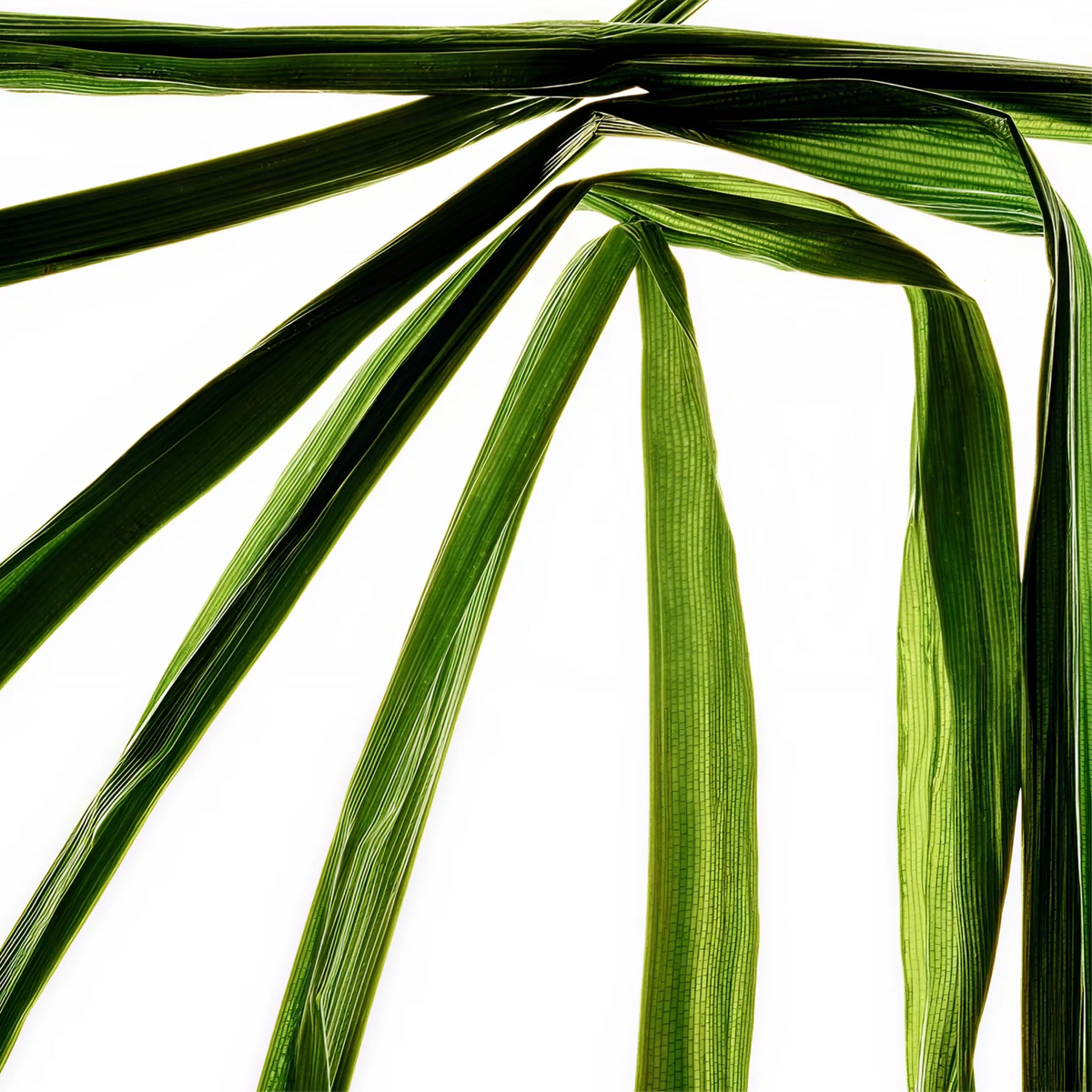 Close-up of green pandan leaves