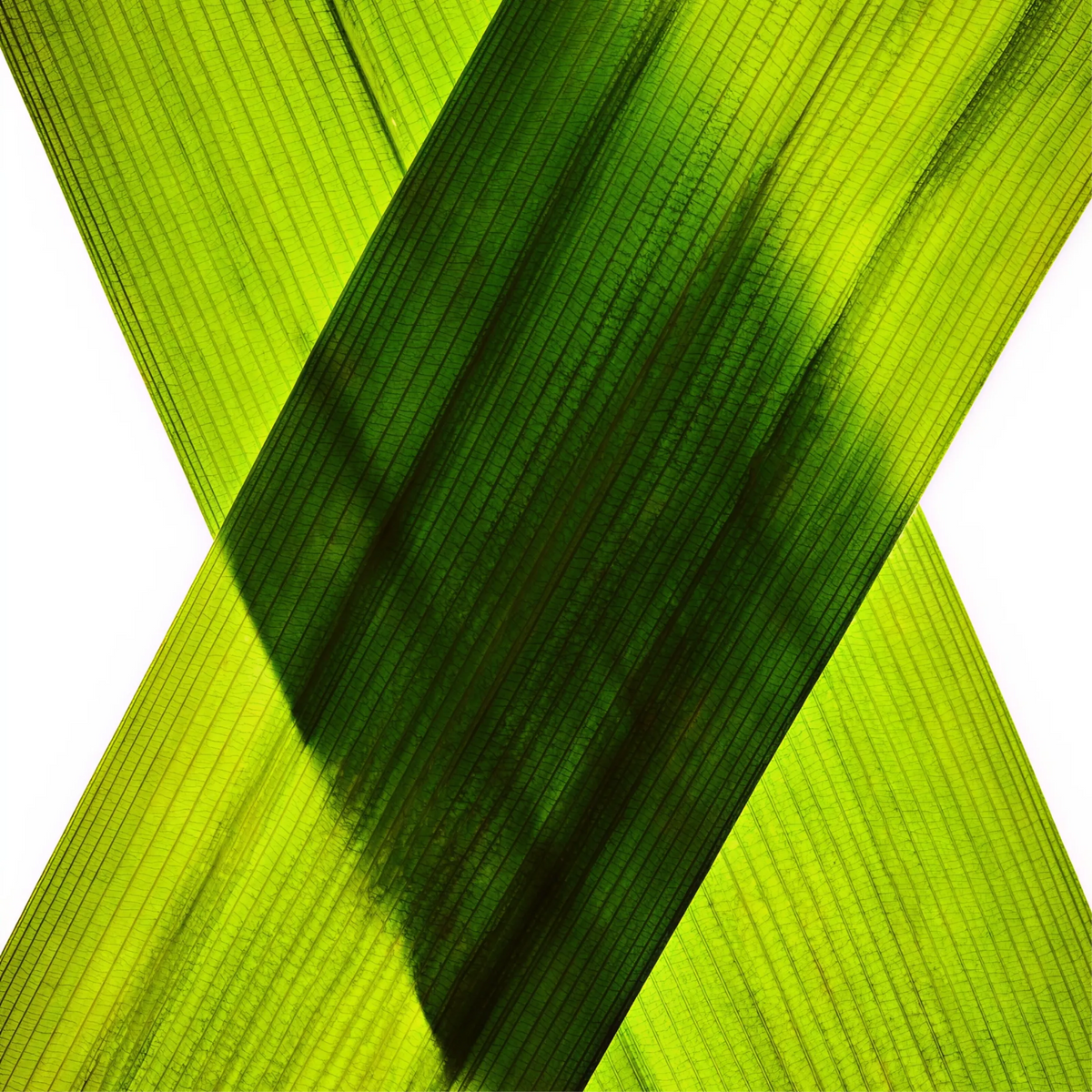 Close-up of green pandan leaves